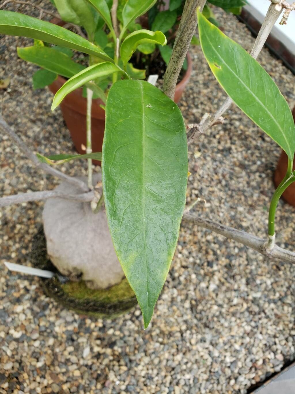 Hydnophytum radicans — related species from the same genus