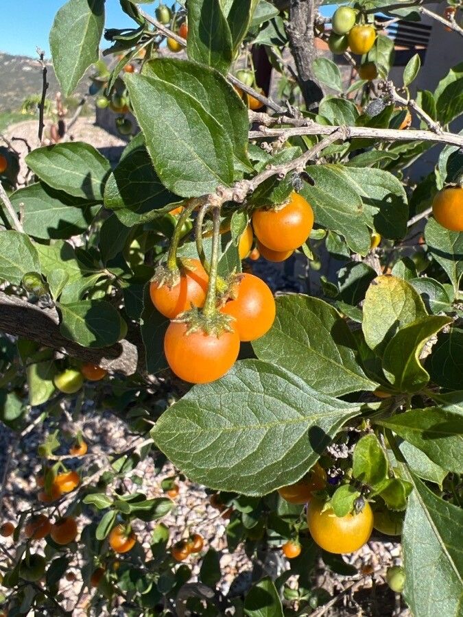 Lycianthes rantonnetii fruit