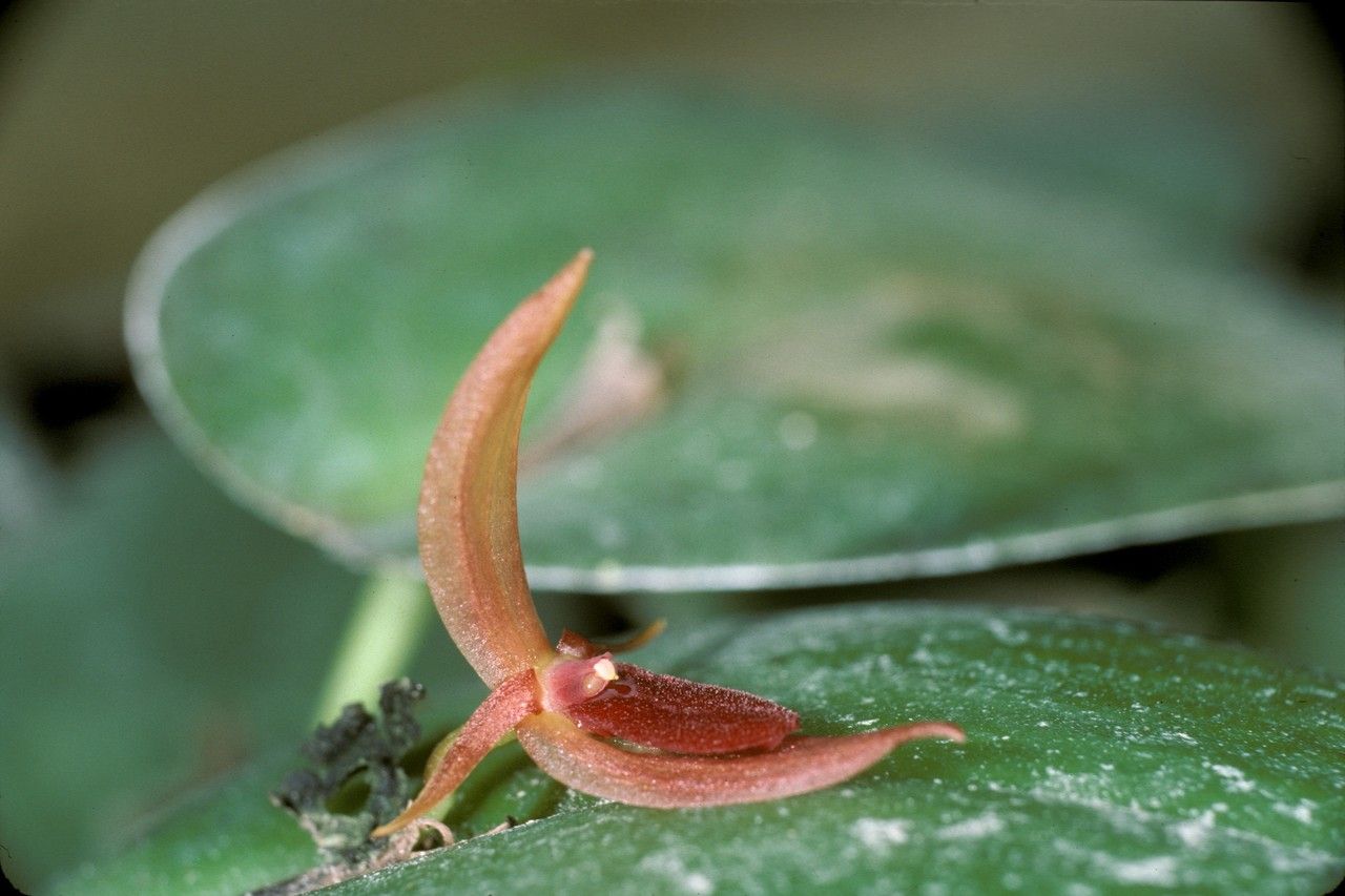 Pleurothallis linguifera flower