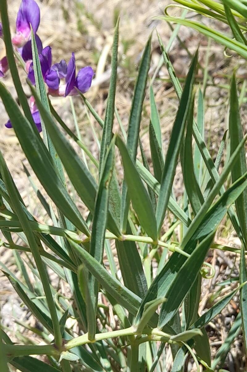 Lathyrus macropus — search result for 'Lathyrus'