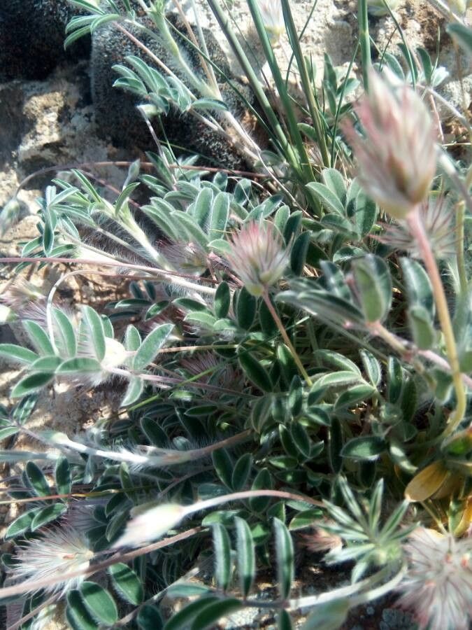 Ebenus pinnata flower