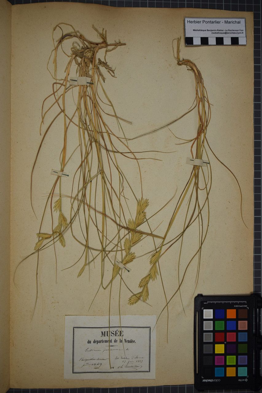 Thinopyrum intermedium other