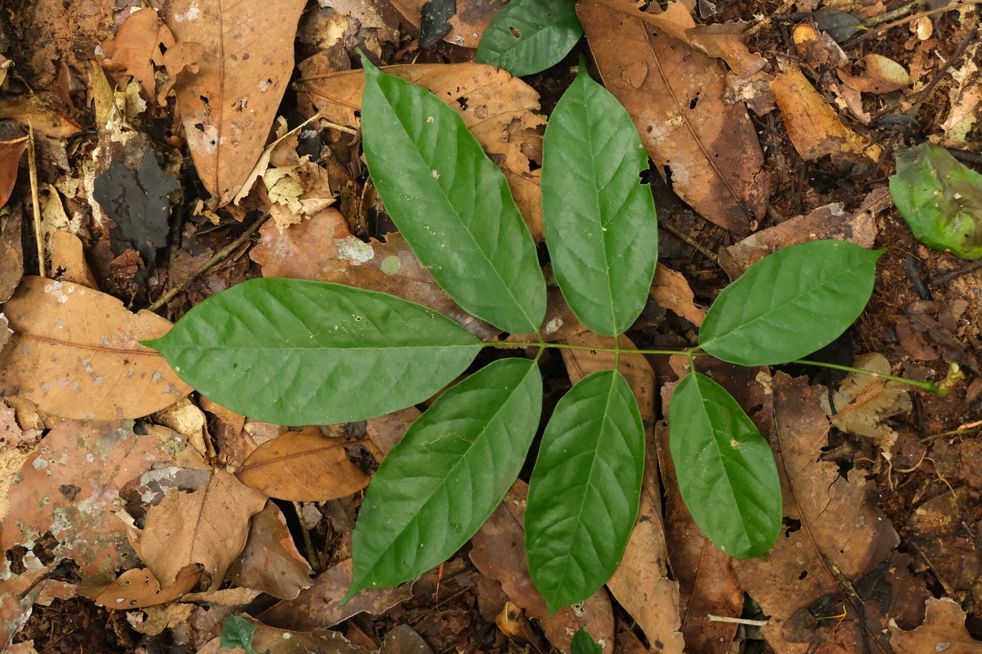 Millettia psilopetala — houseplant care guide