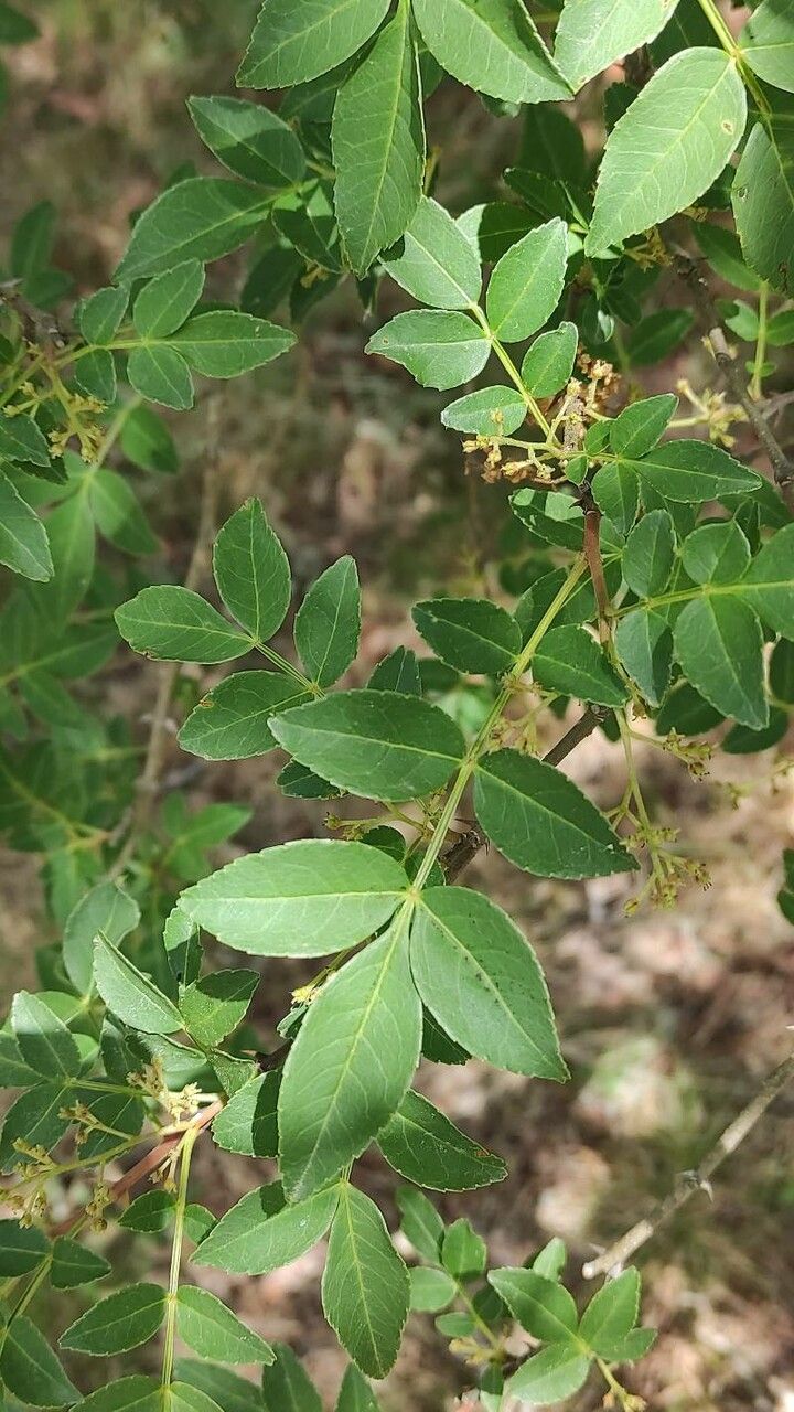 Zanthoxylum Simulans — related species from the same genus