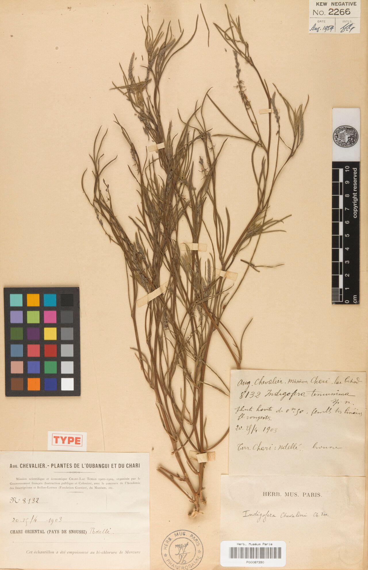 Indigofera chevalieri — search result for 'Indigofera'