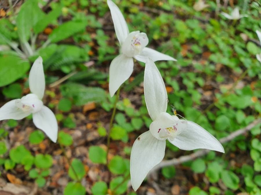 Codonorchis lessonii — houseplant care guide