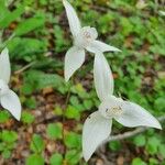 Codonorchis lessonii