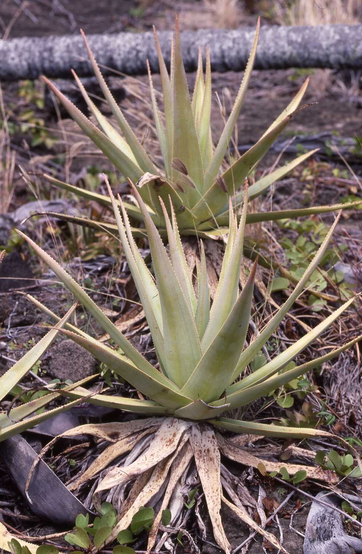 Aloe tormentorii — houseplant care guide