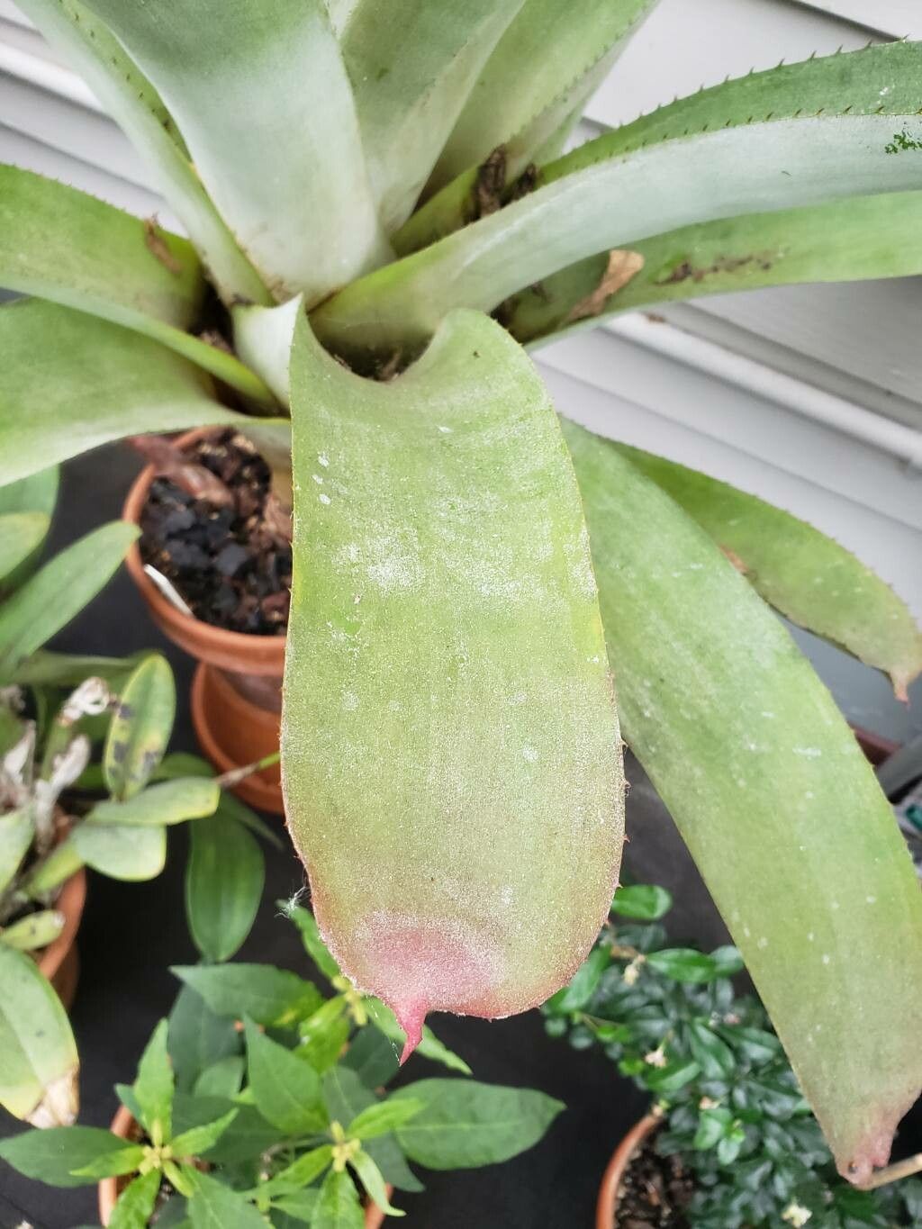 Aechmea rubens — houseplant care guide