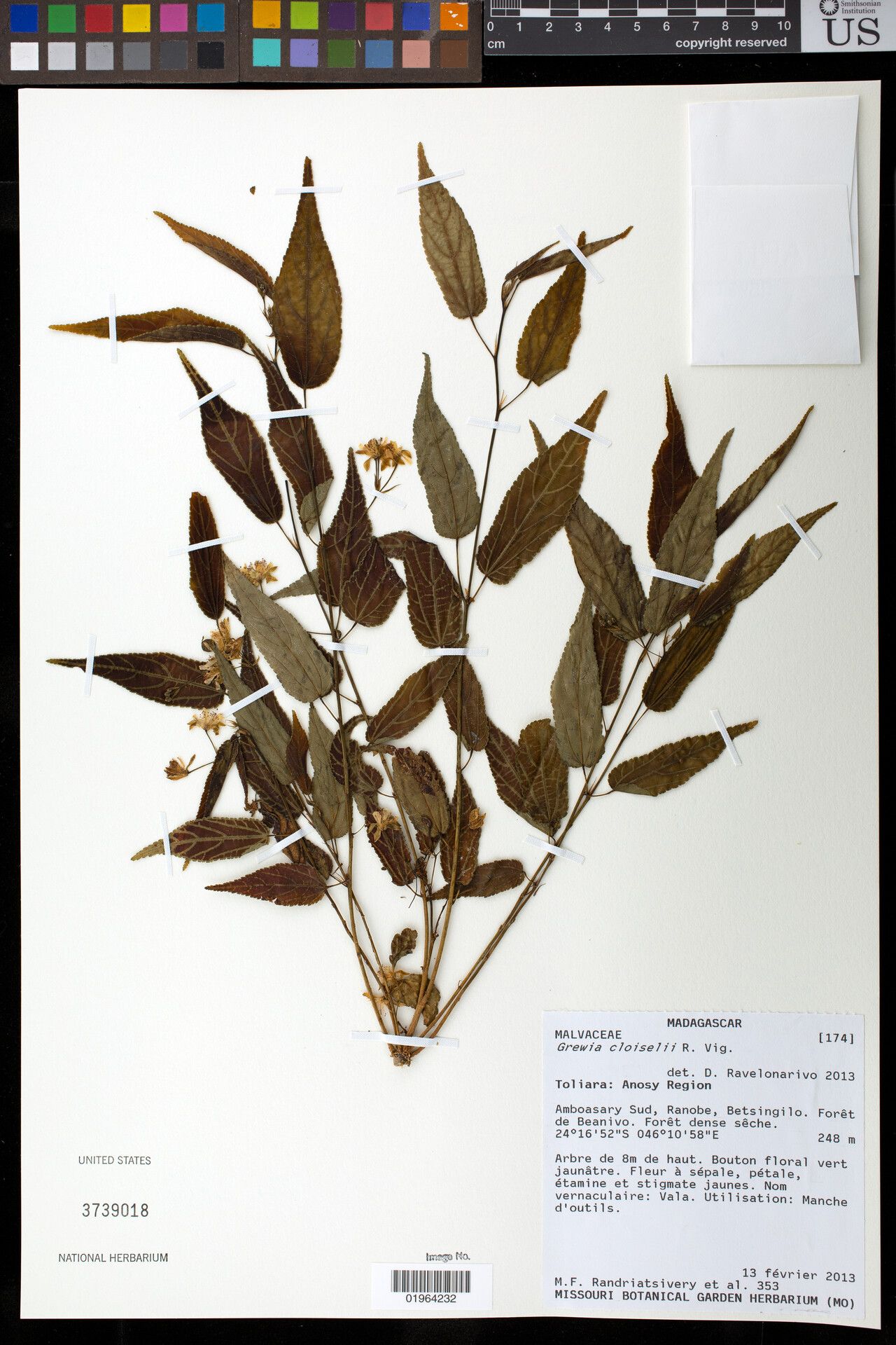 Grewia cloiselii — houseplant care guide