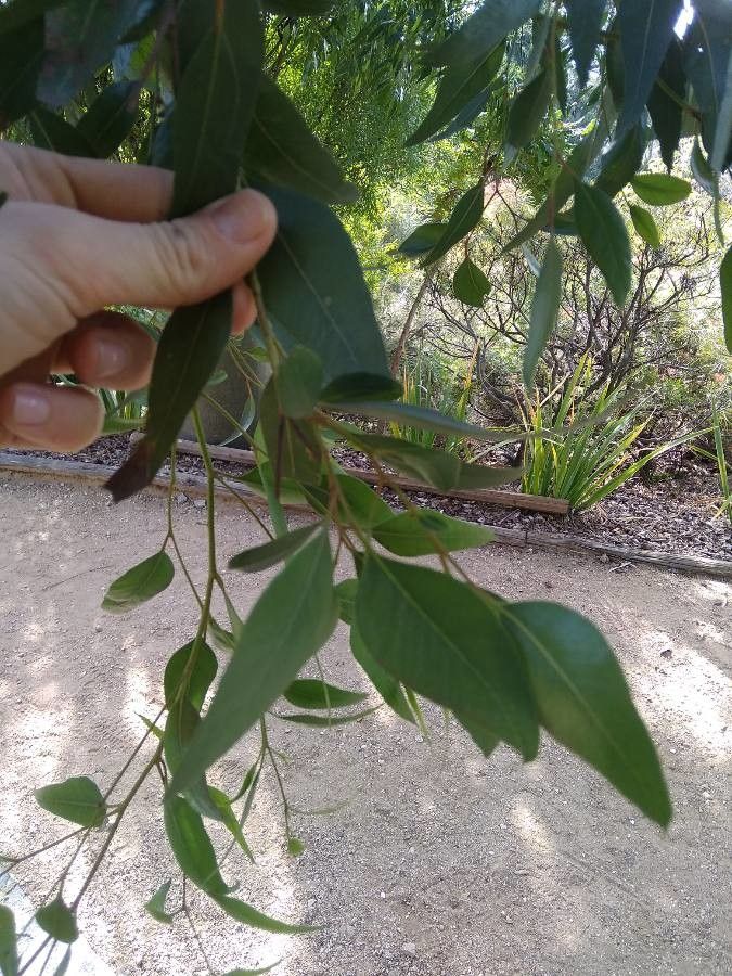 Eucalyptus macrandra leaf
