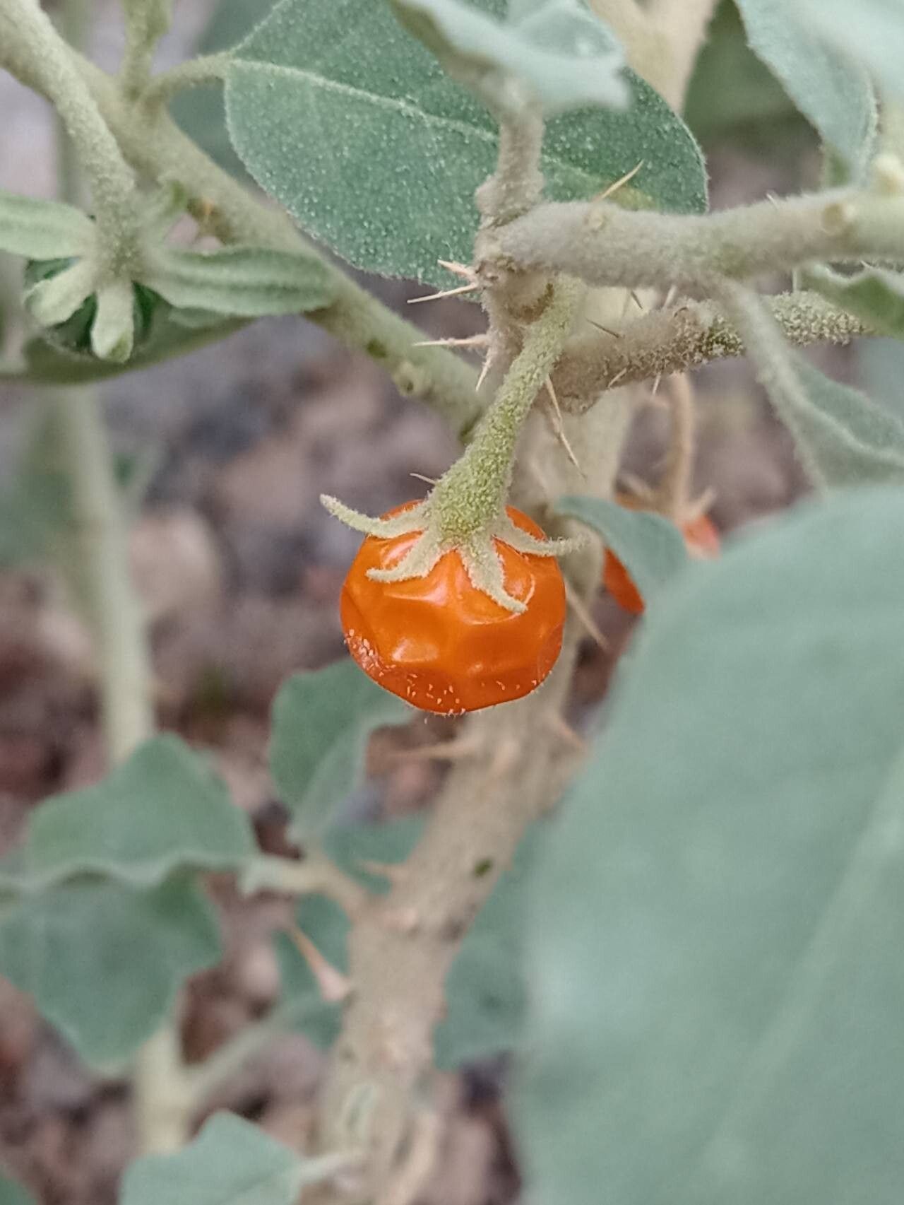 Solanum burchellii fruit