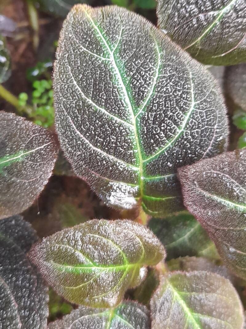 Pearcea hypocyrtiflora — related species from the same genus