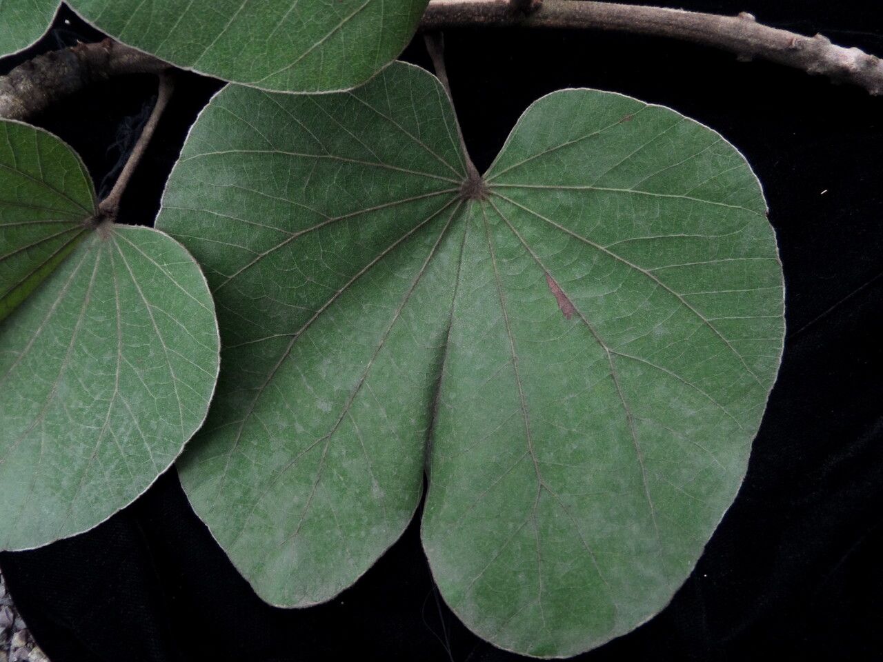 Phanera integrifolia habit