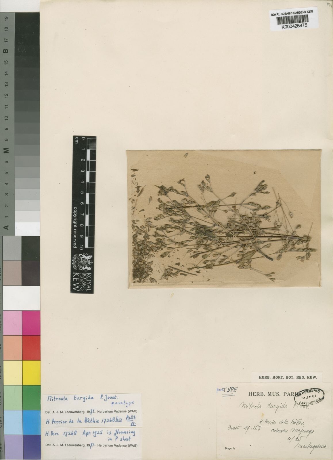 Mitreola turgida — related species from the same genus