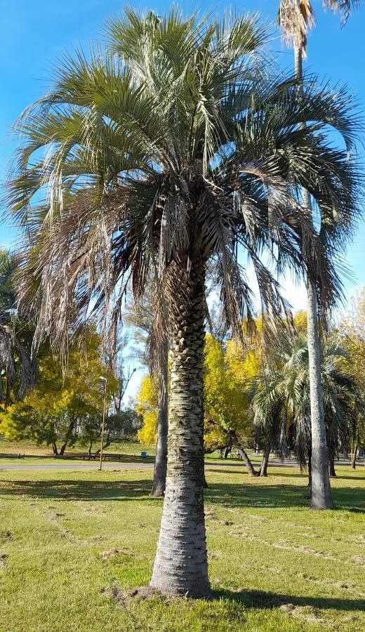 Butia yatay habit