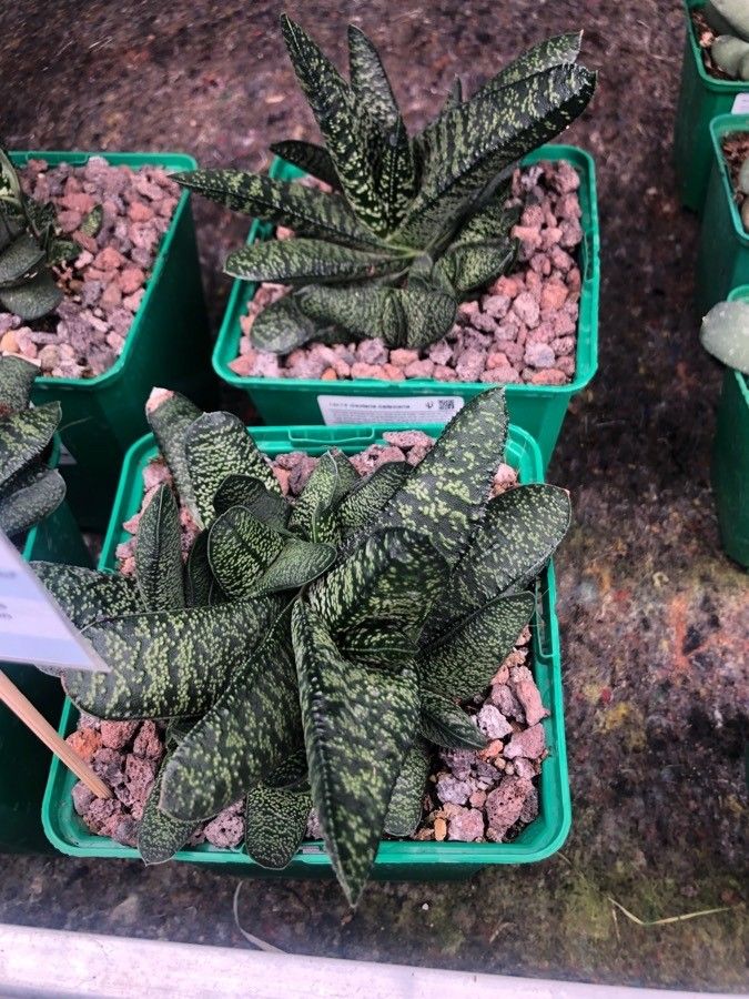 Gasteria batesiana