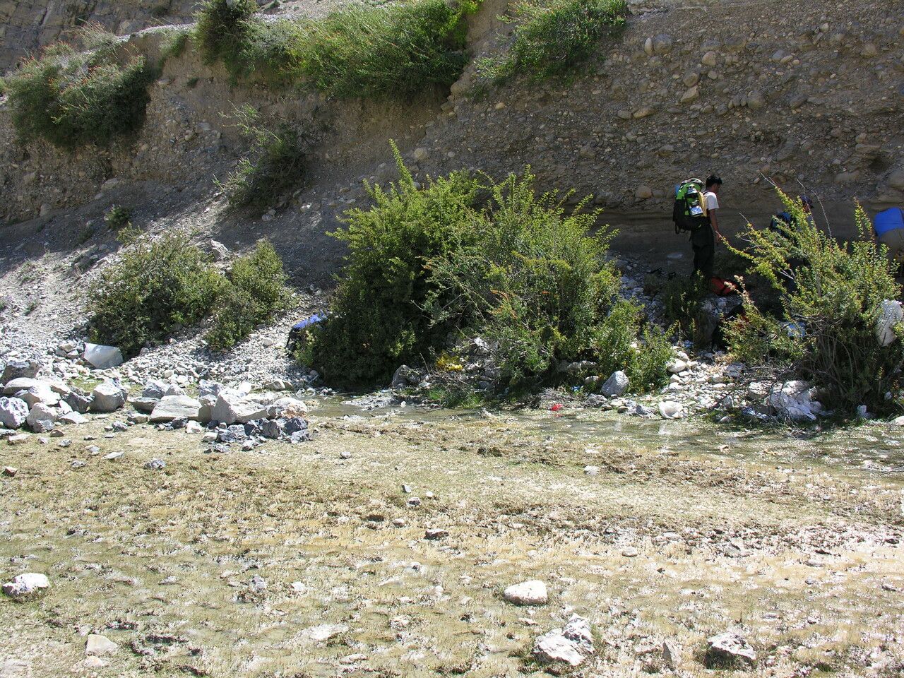 Lonicera hypoleuca habit