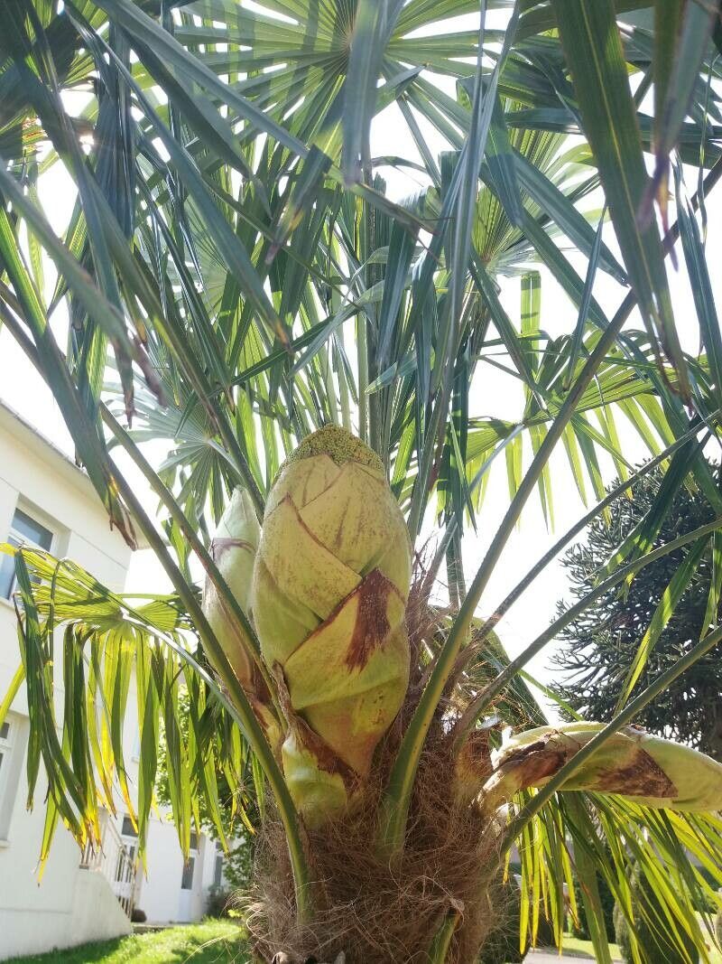 Corypha umbraculifera fruit