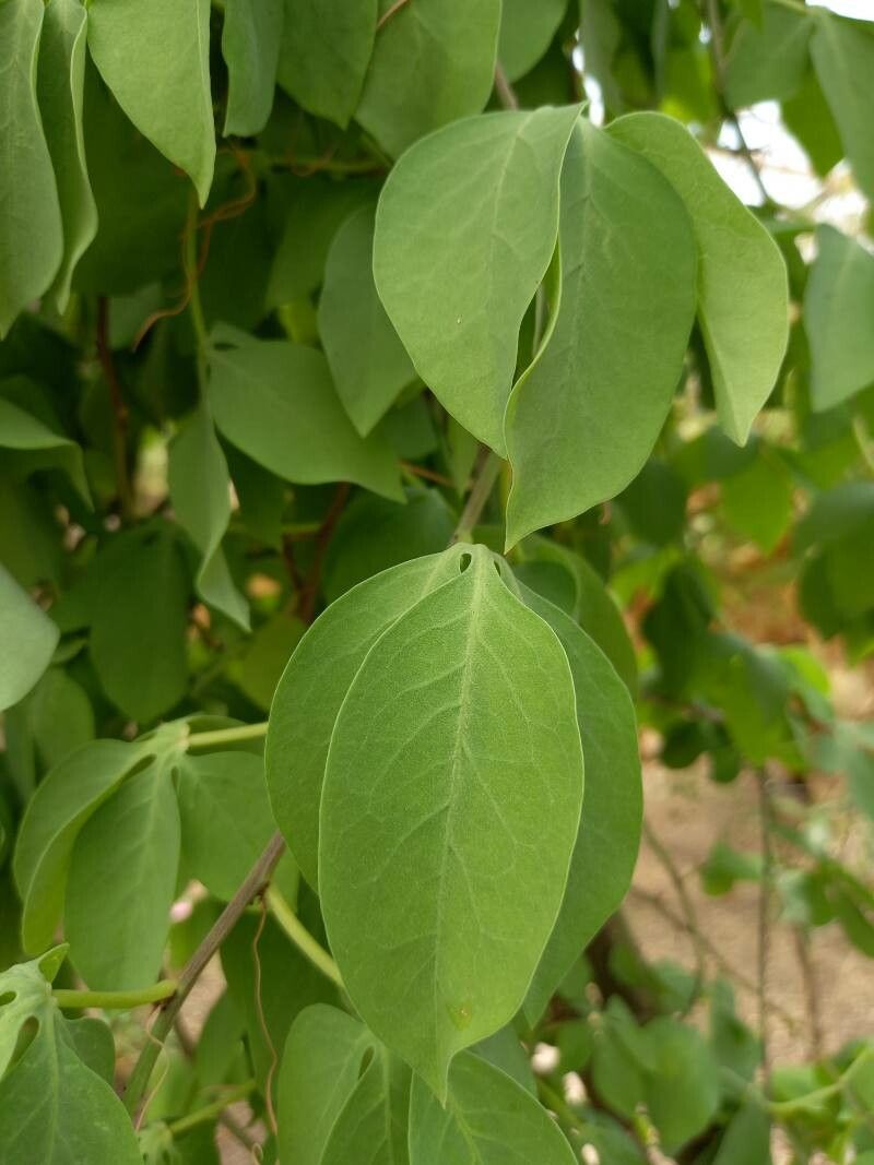 Adenia glauca — search result for 'Botswana'