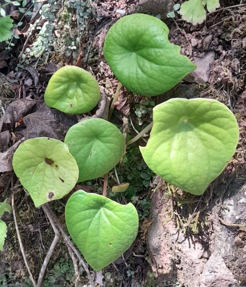 Peperomia armstrongii habit