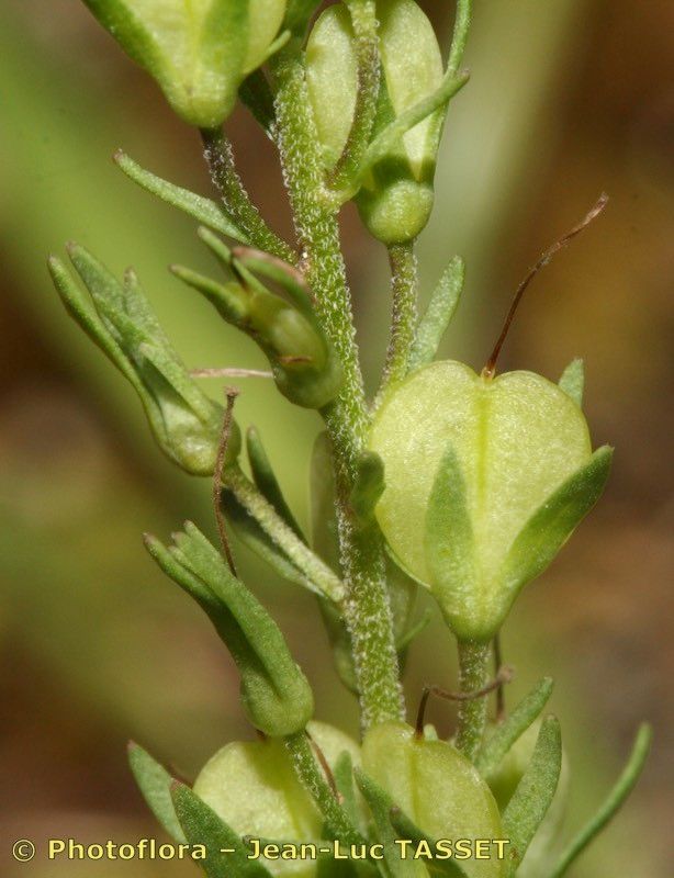 Veronica orsiniana fruit