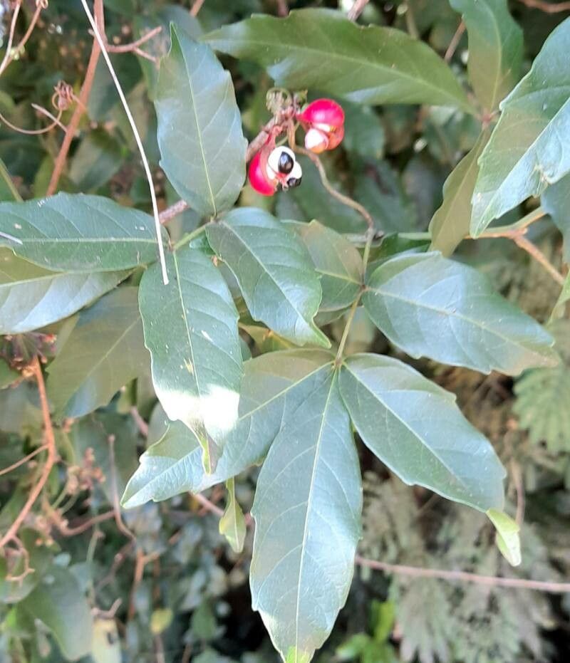 Paullinia elegans — search result for 'Paullinia'