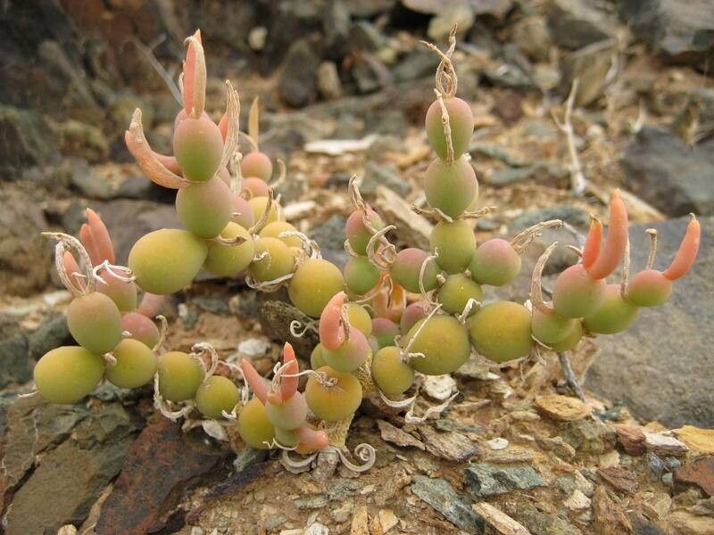 Mesembryanthemum corallinum habit