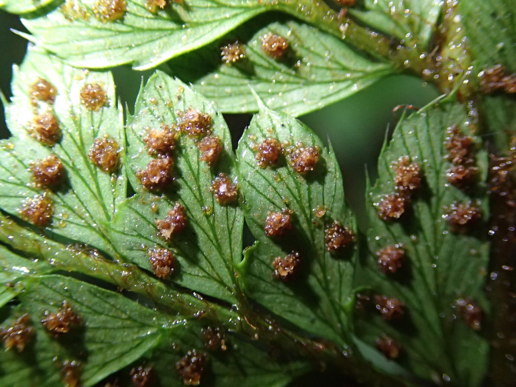 Polystichum transvaalense leaf