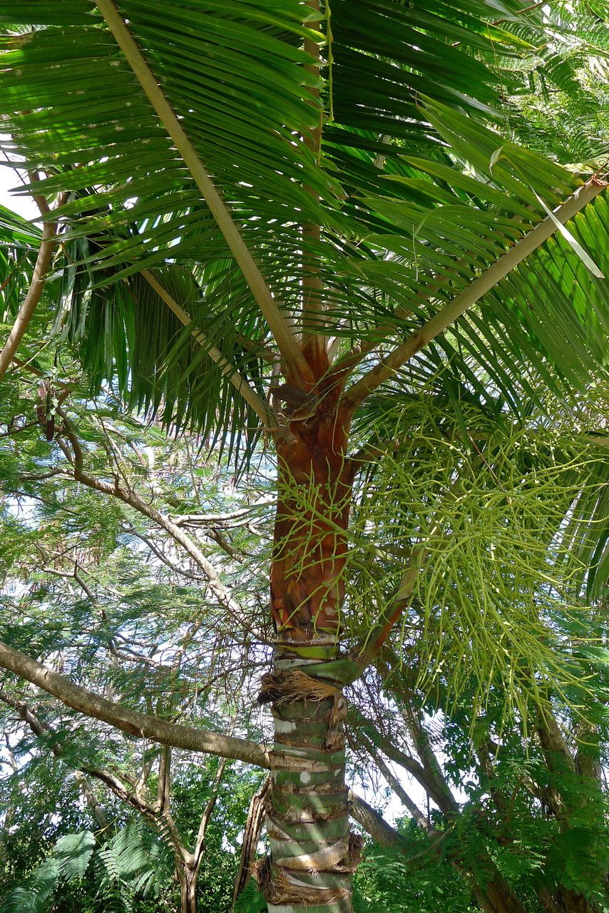 Dypsis lastelliana bark