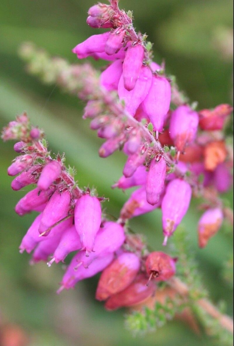 Erica ciliaris flower