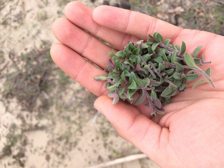 Ziziphora clinopodioides — related species from the same genus