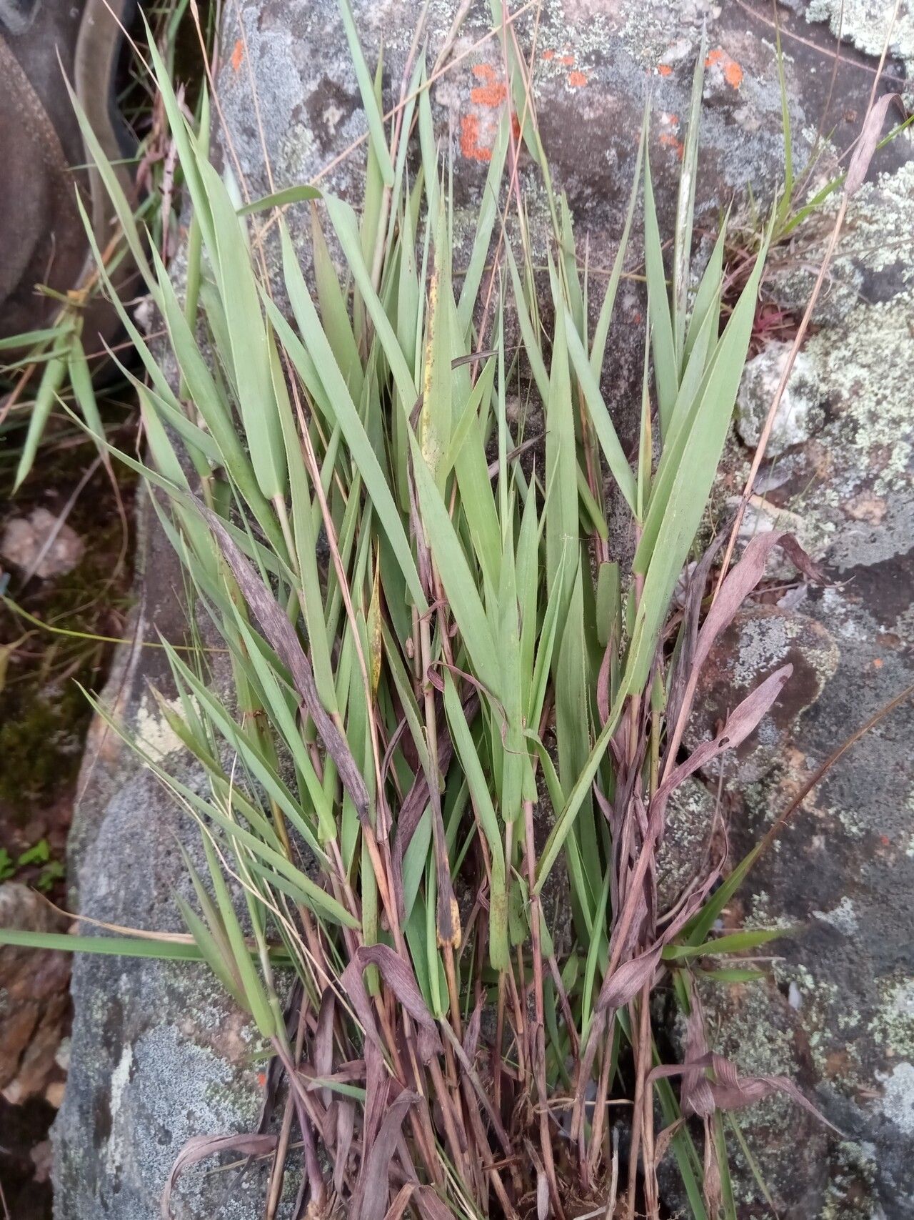 Andropogon itremoensis habit