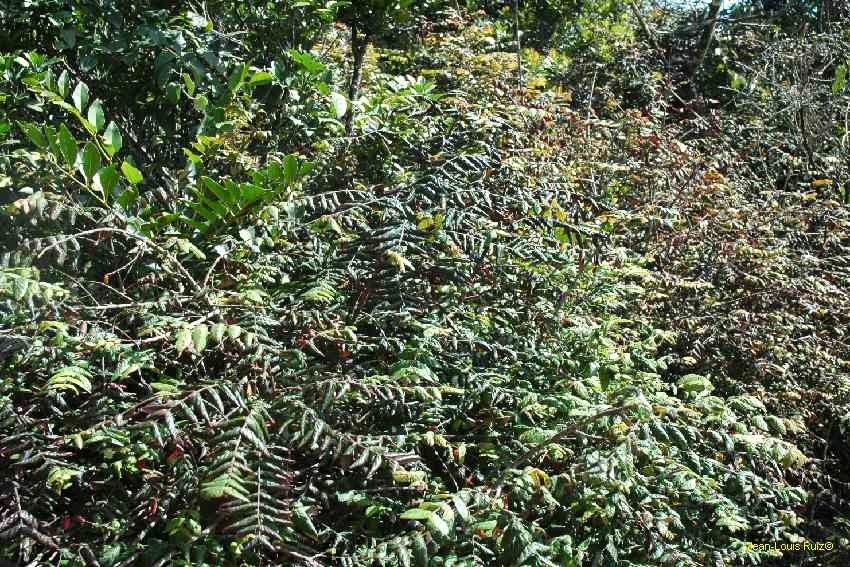 Phyllanthus ningaensis — houseplant care guide