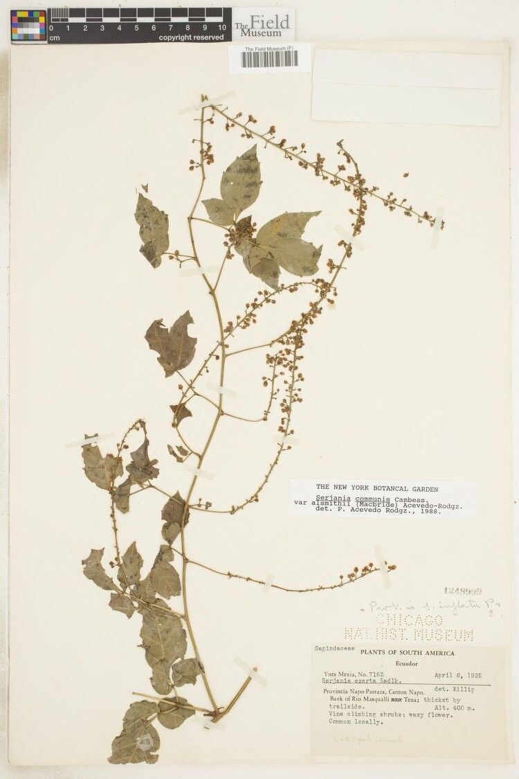 Serjania leptocarpa — houseplant care guide