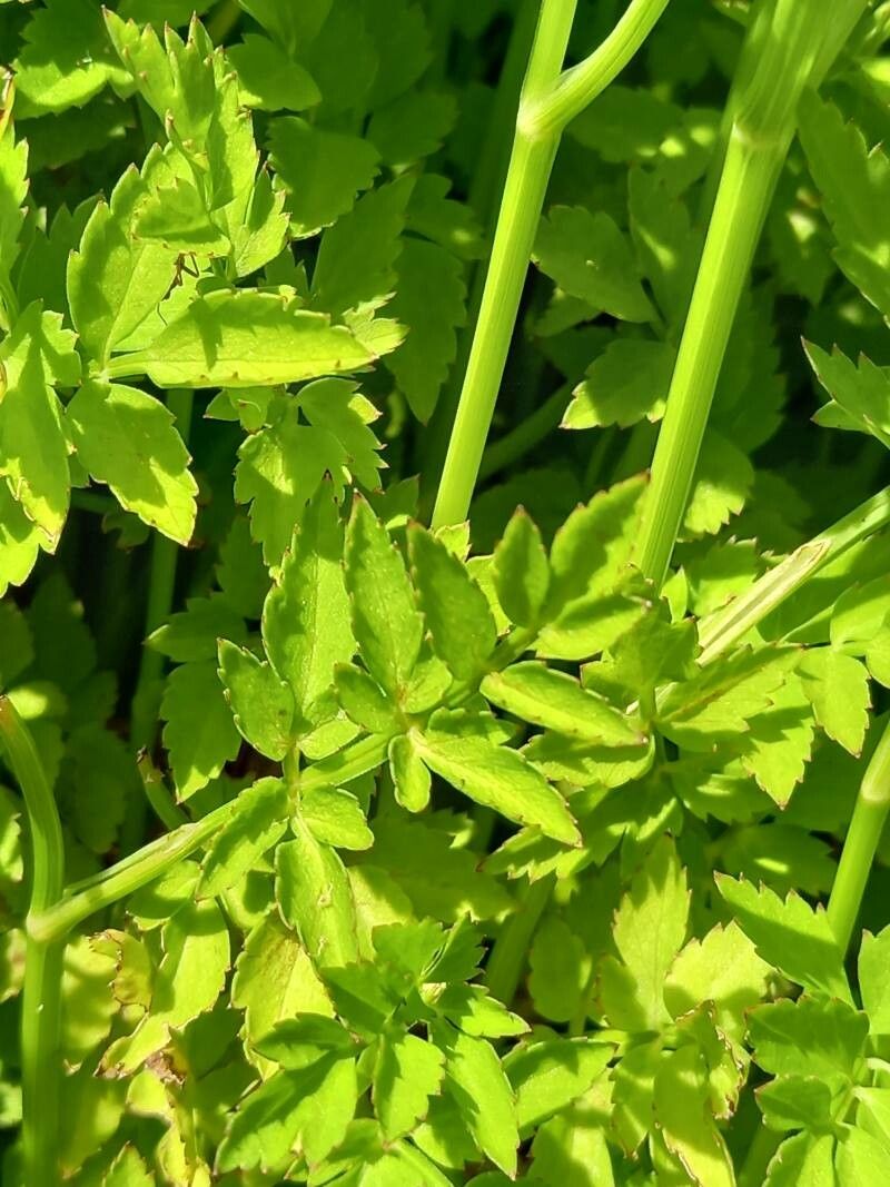 Oenanthe javanica — search result for 'Apium'