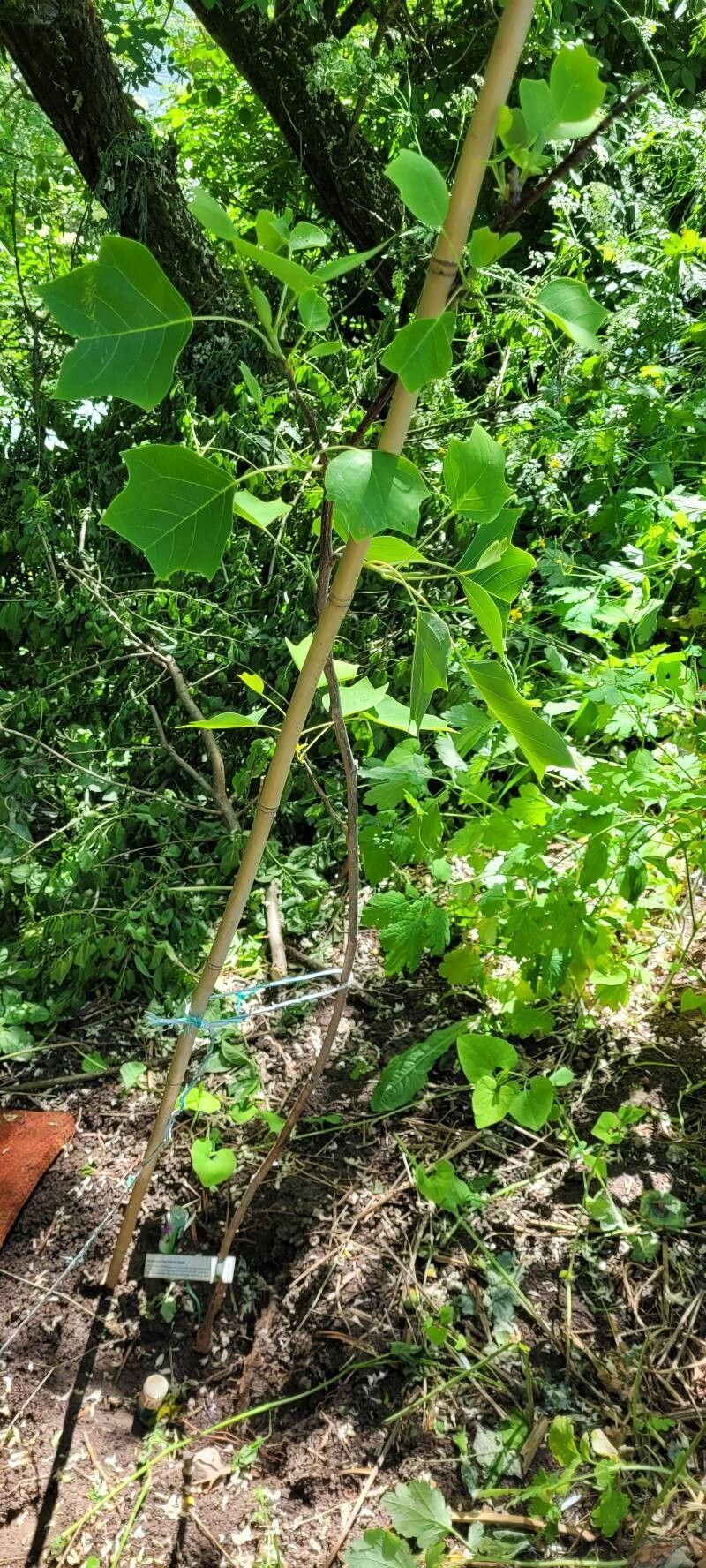 Liriodendron × sinoamericanum