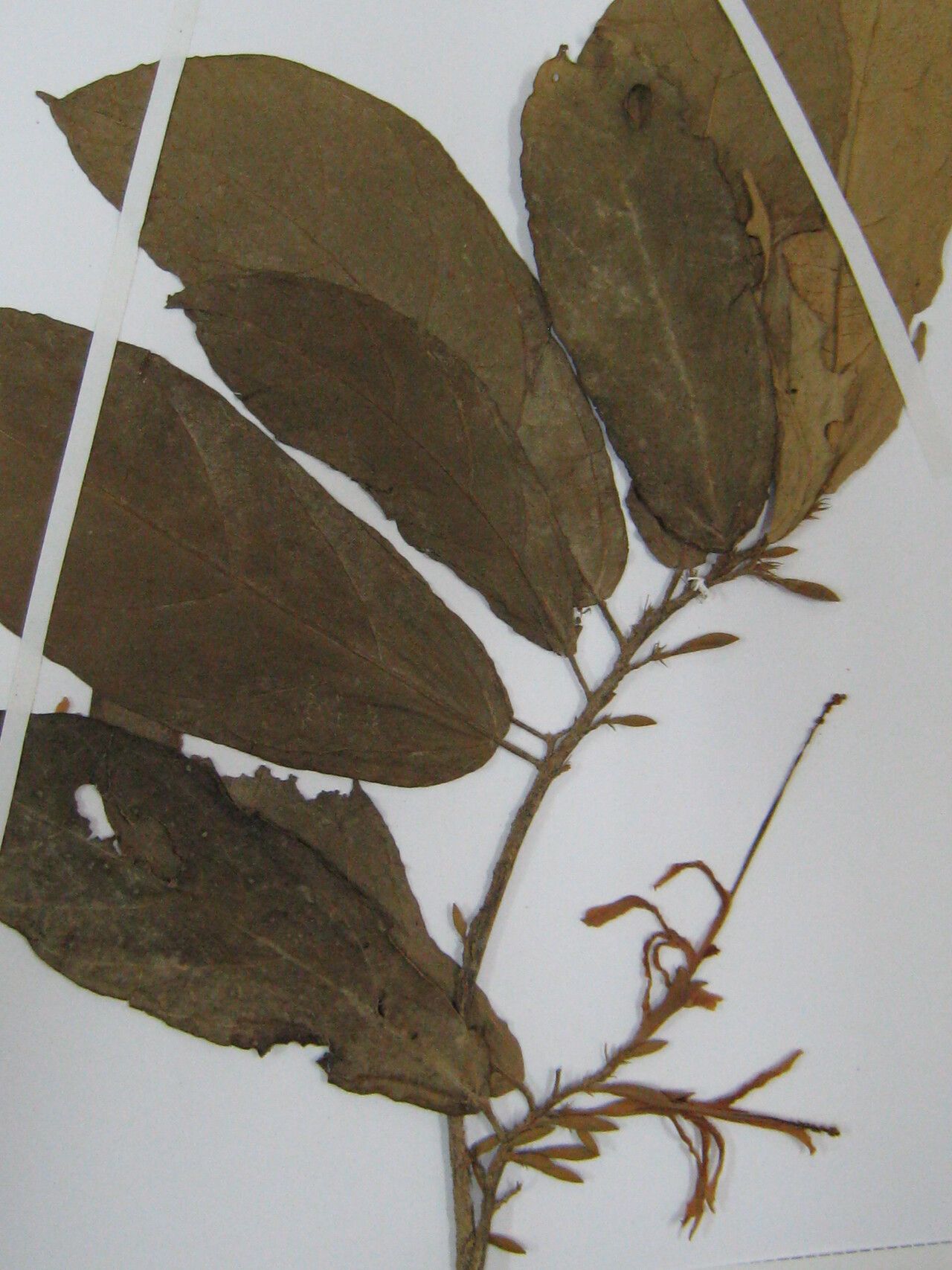 Quararibea guianensis other