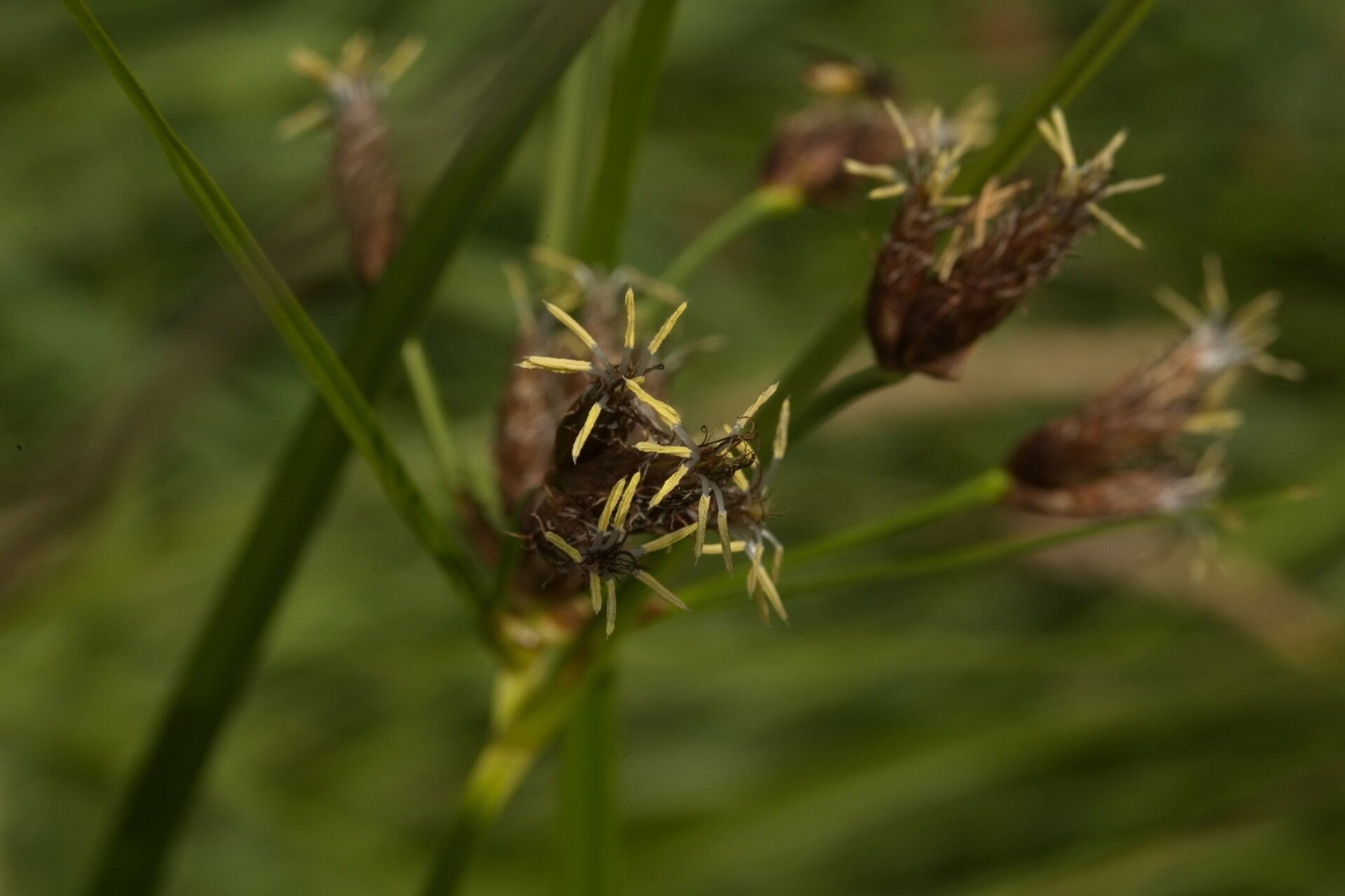 Bolboschoenus laticarpus flower