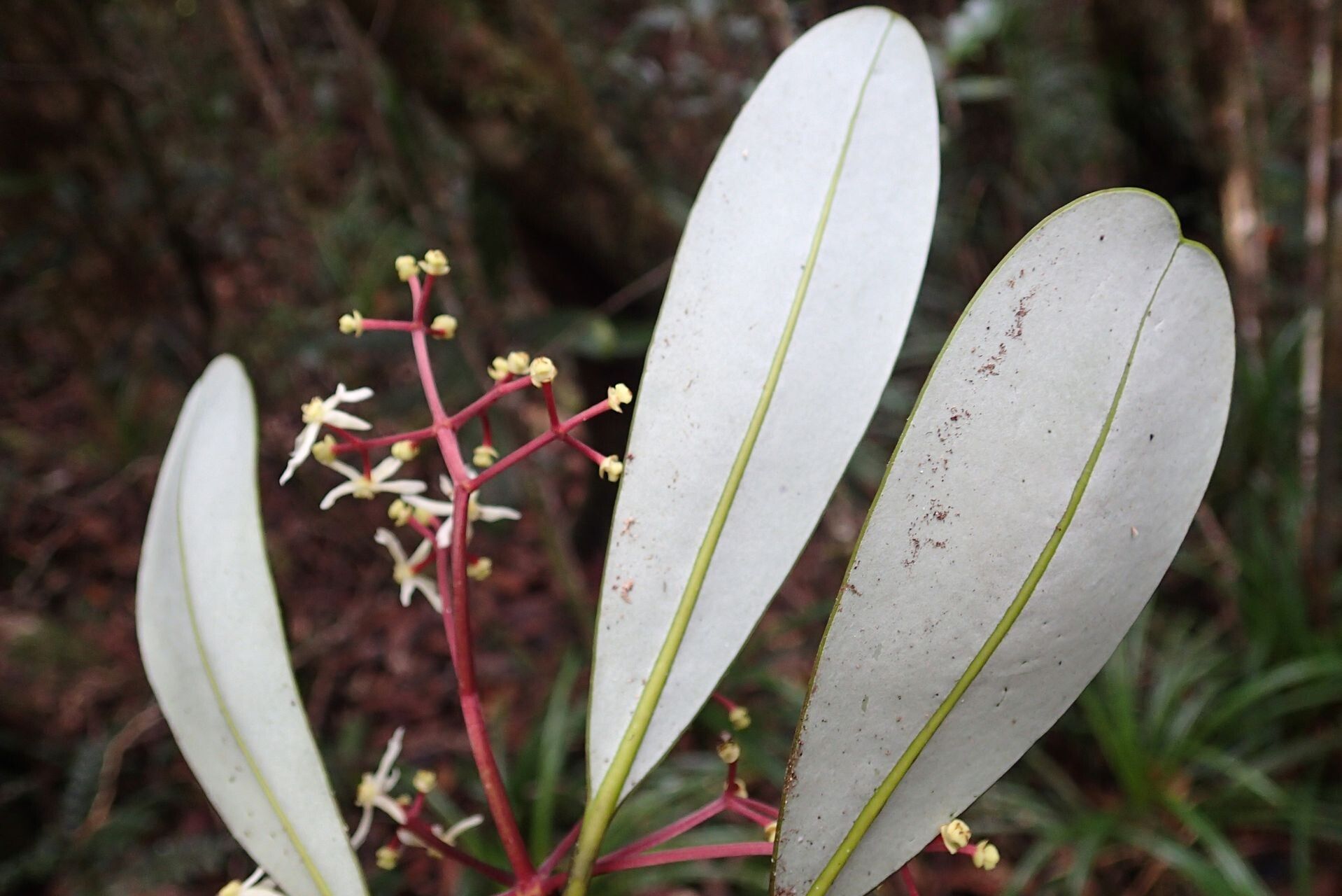 Zygogynum amplexicaule flower