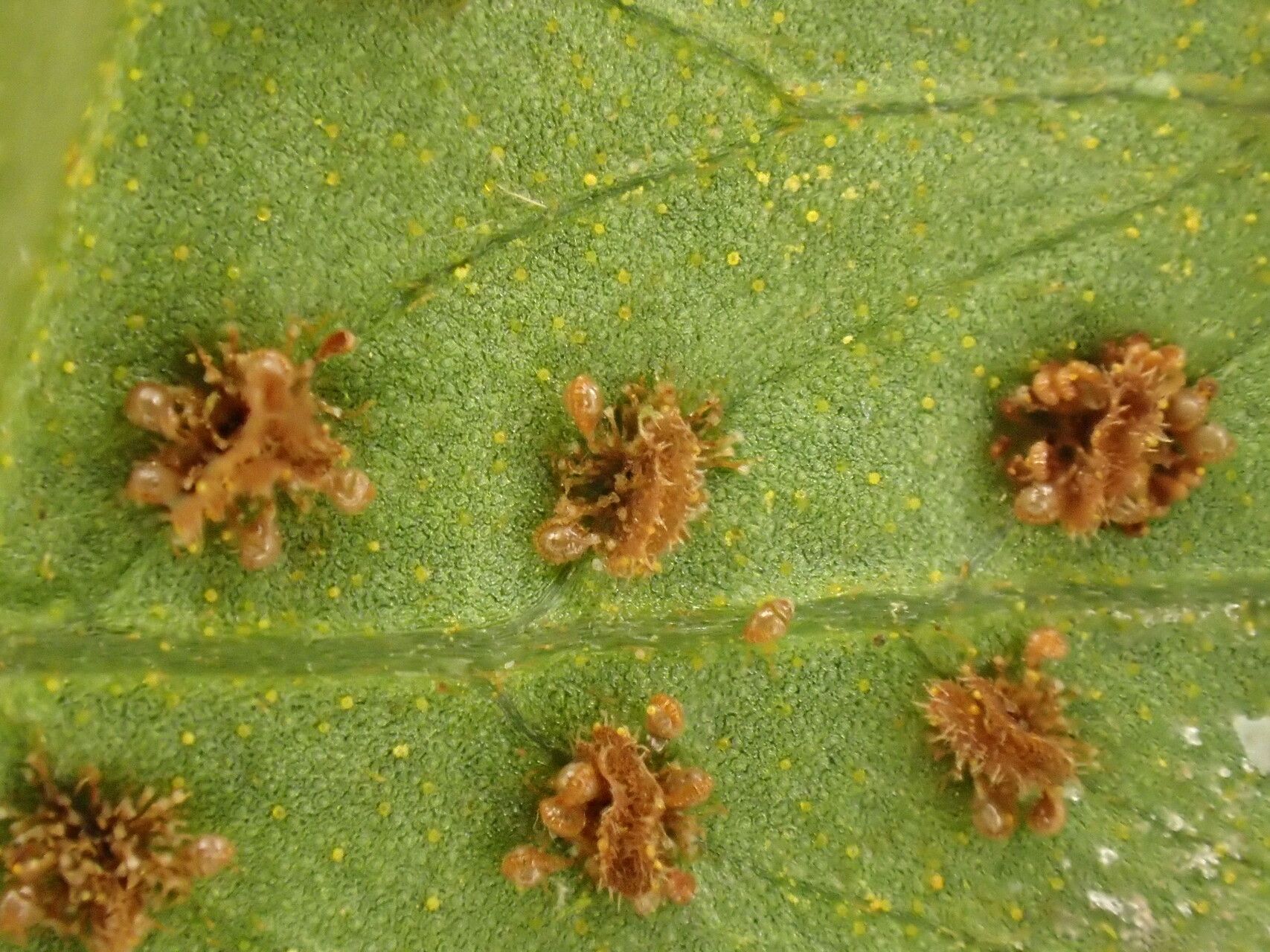 Thelypteris arbuscula fruit