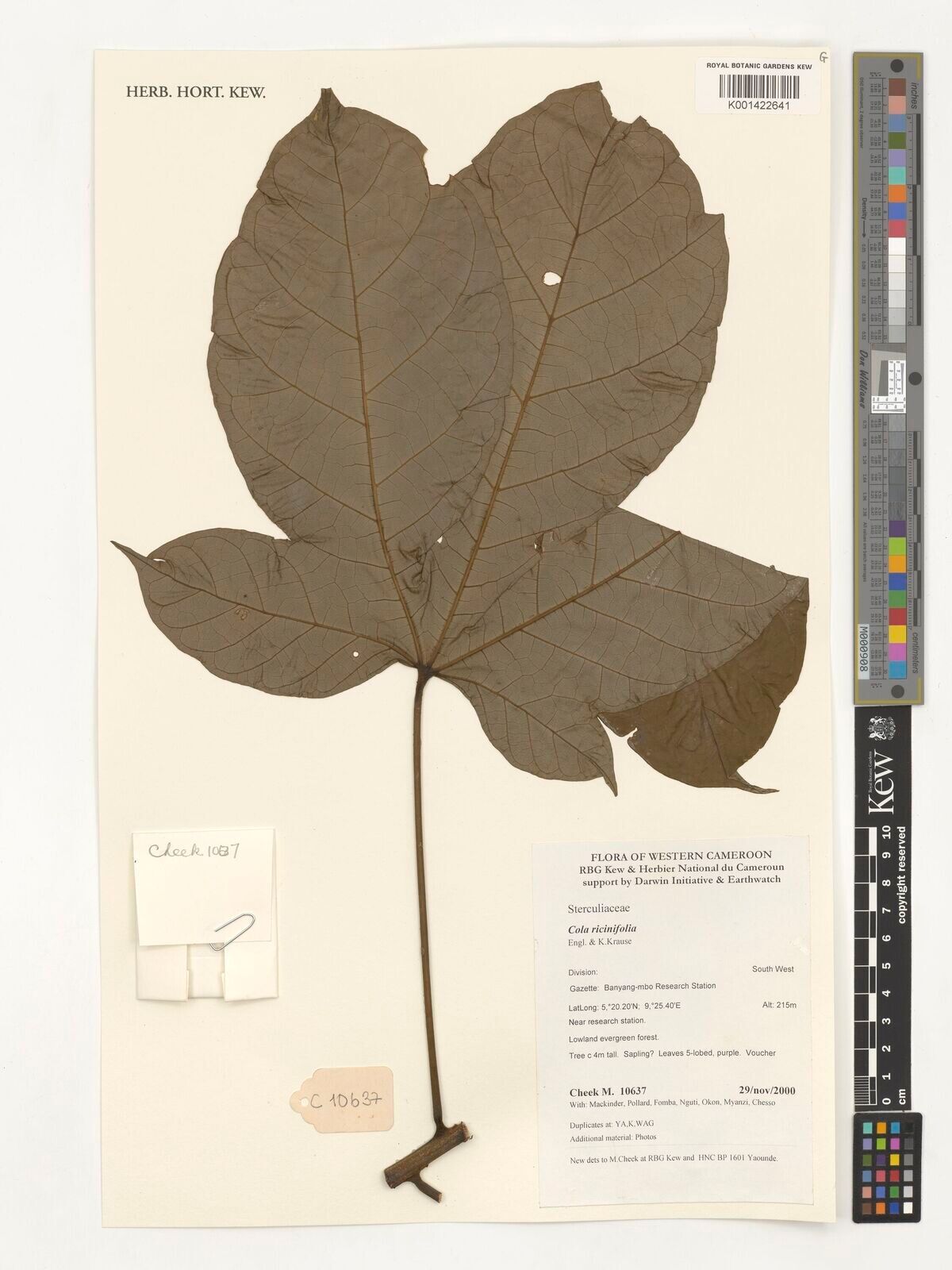 Cola ricinifolia — houseplant care guide