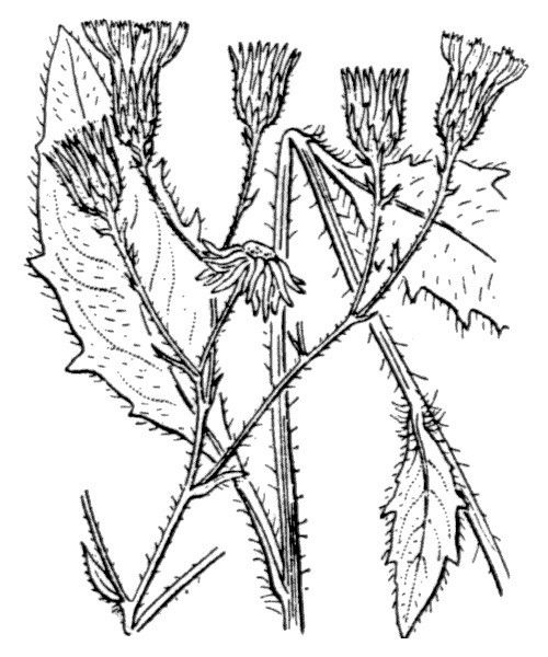 Hieracium rigidum — houseplant care guide