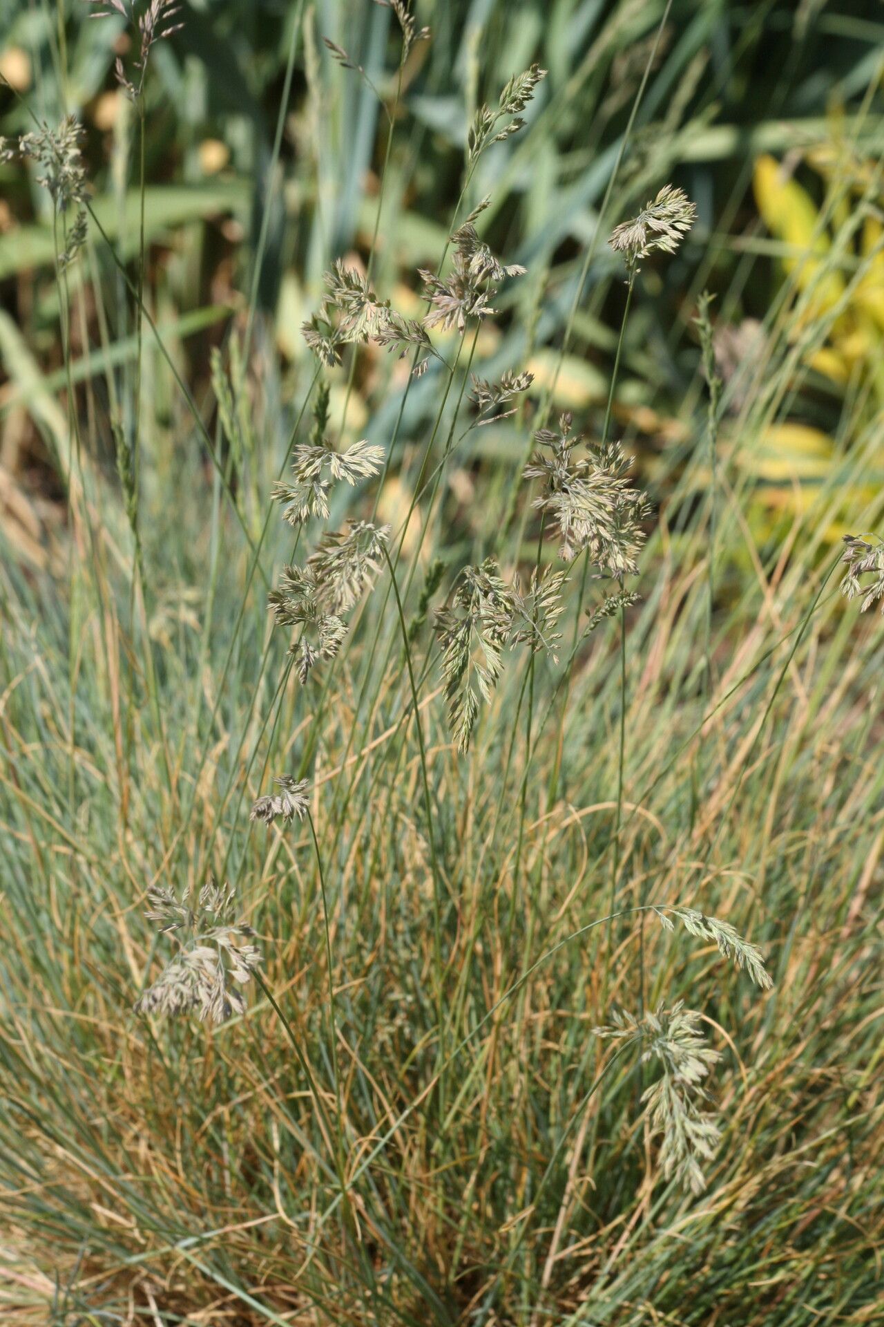 Festuca circummediterranea — houseplant care guide