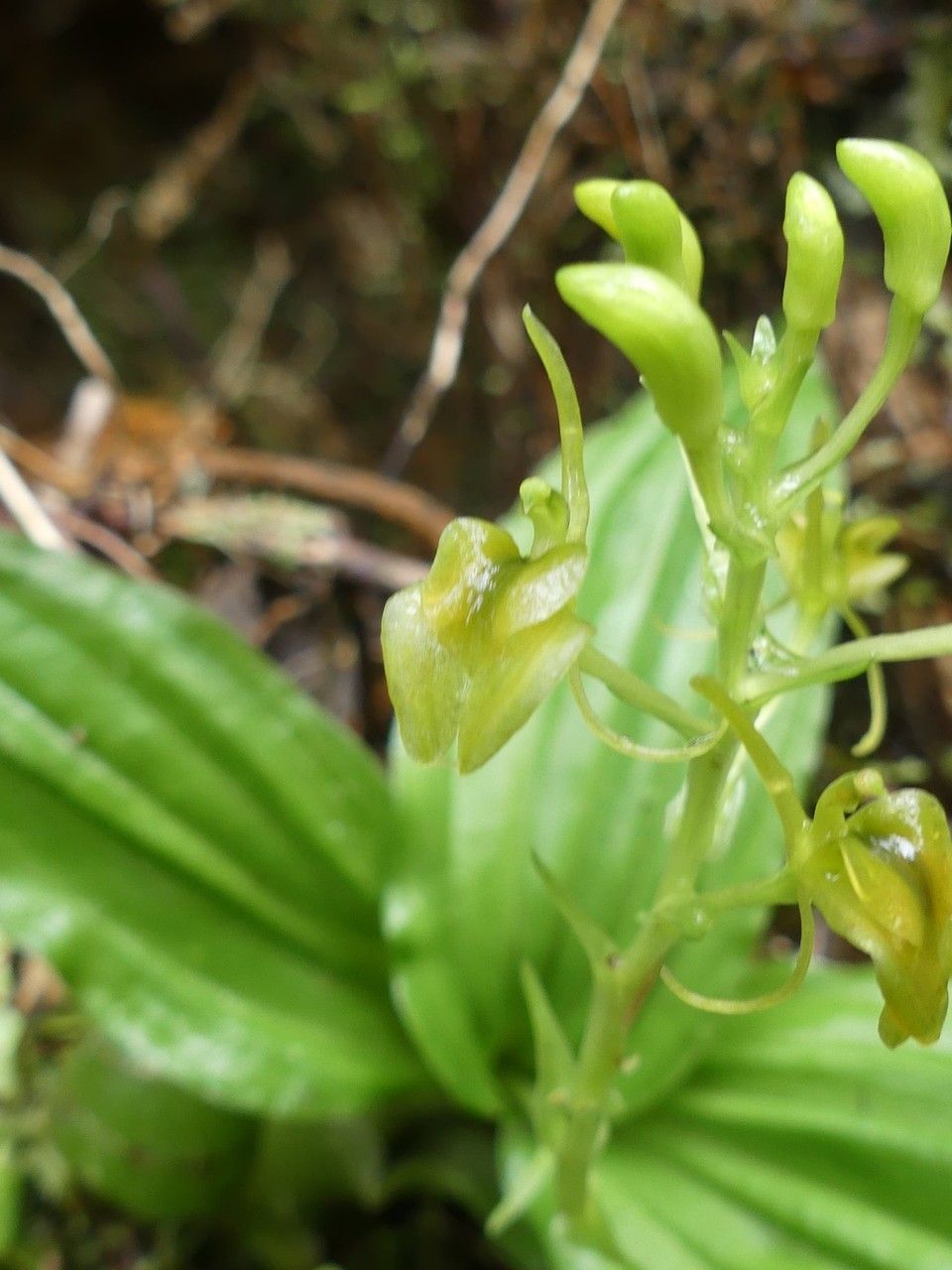 Liparis caulescens flower