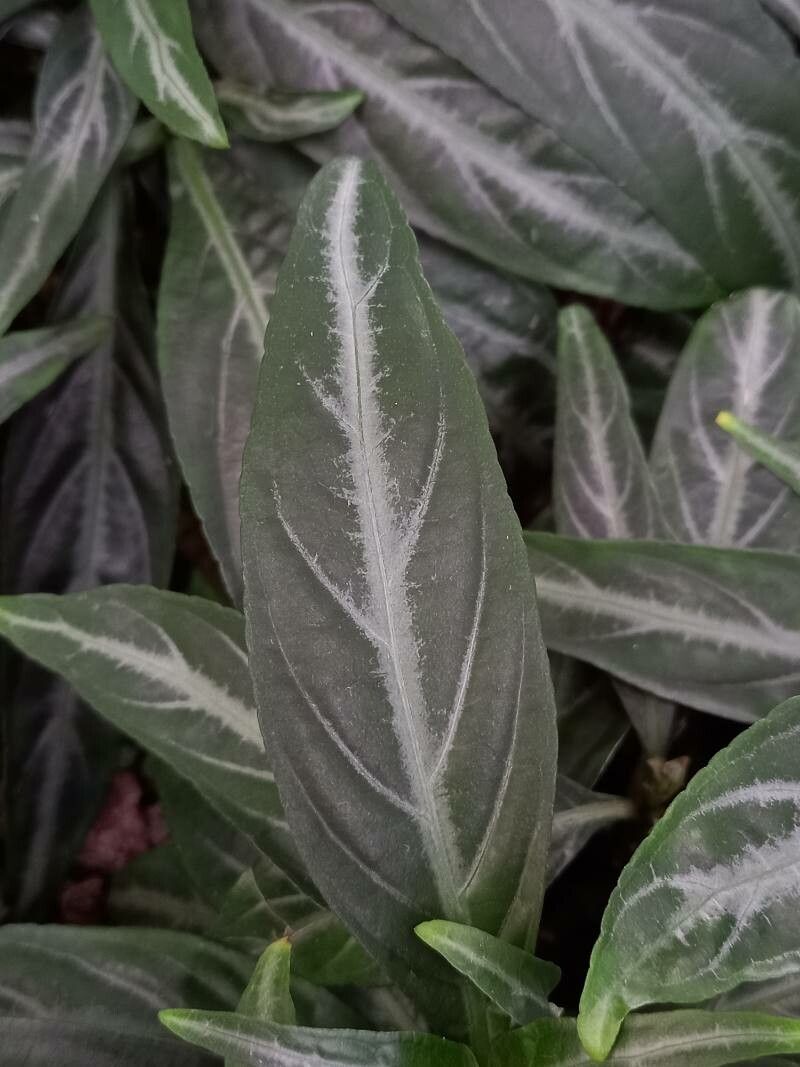 Justicia scheidweileri leaf