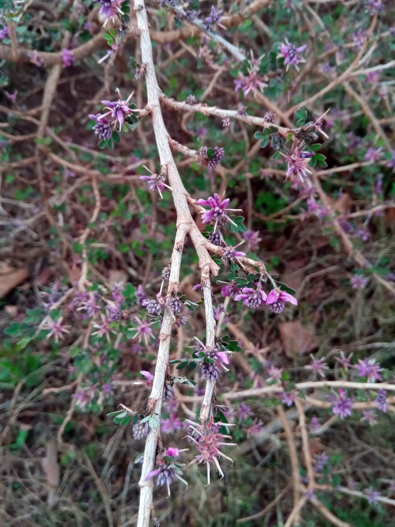 Indigofera leucoclada flower