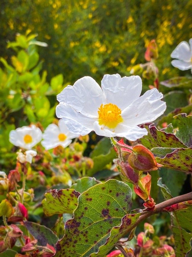 Cistus populifolius flower