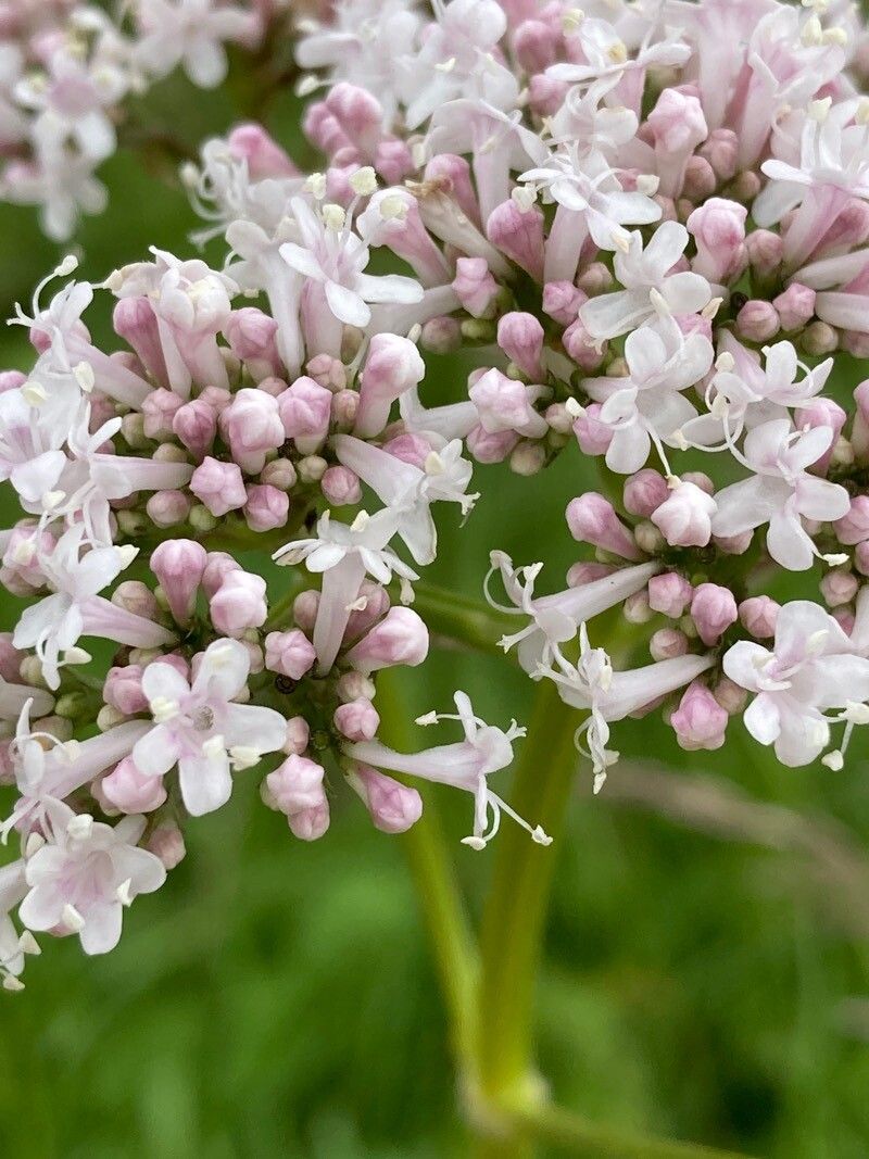 Valeriana excelsa flower