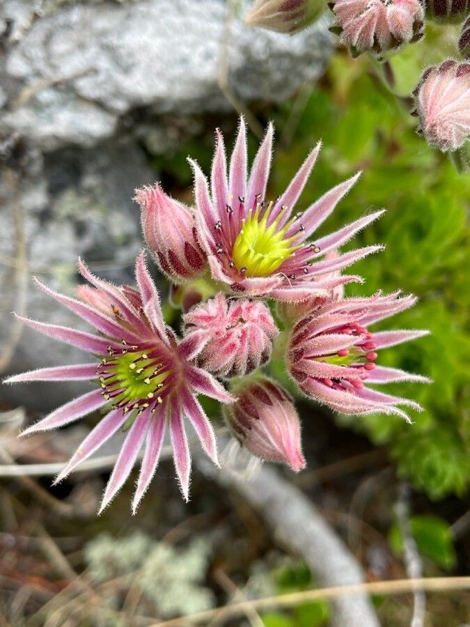 Sempervivum carpathicum flower